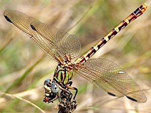 Eastern Ringtail female - Erpetogomphus designatus